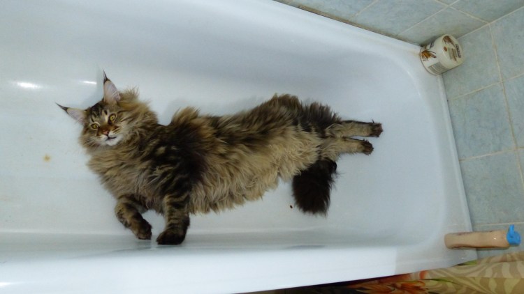 Миски для кошек Мейн кун