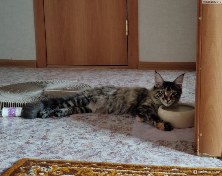 Миска для воды для Мейн куна