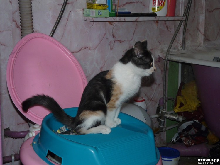 Кормушка-головоломка Catit Design senses 2.0 Hagen 43151w