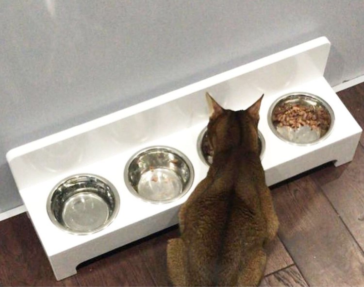 Кот на шесте