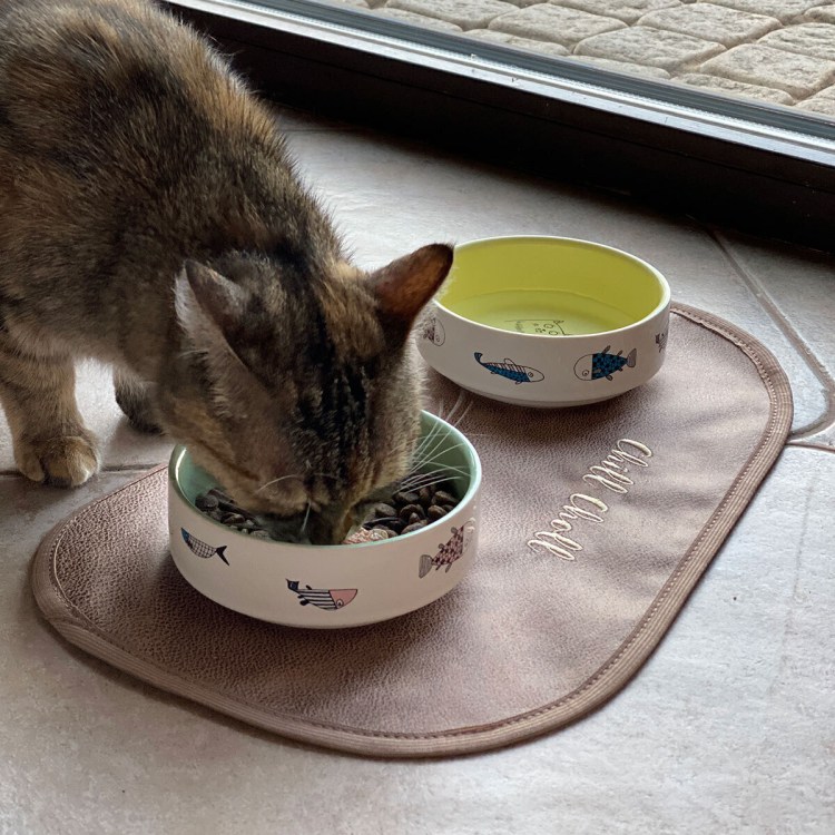 Закрытый лоток для Мейн куна