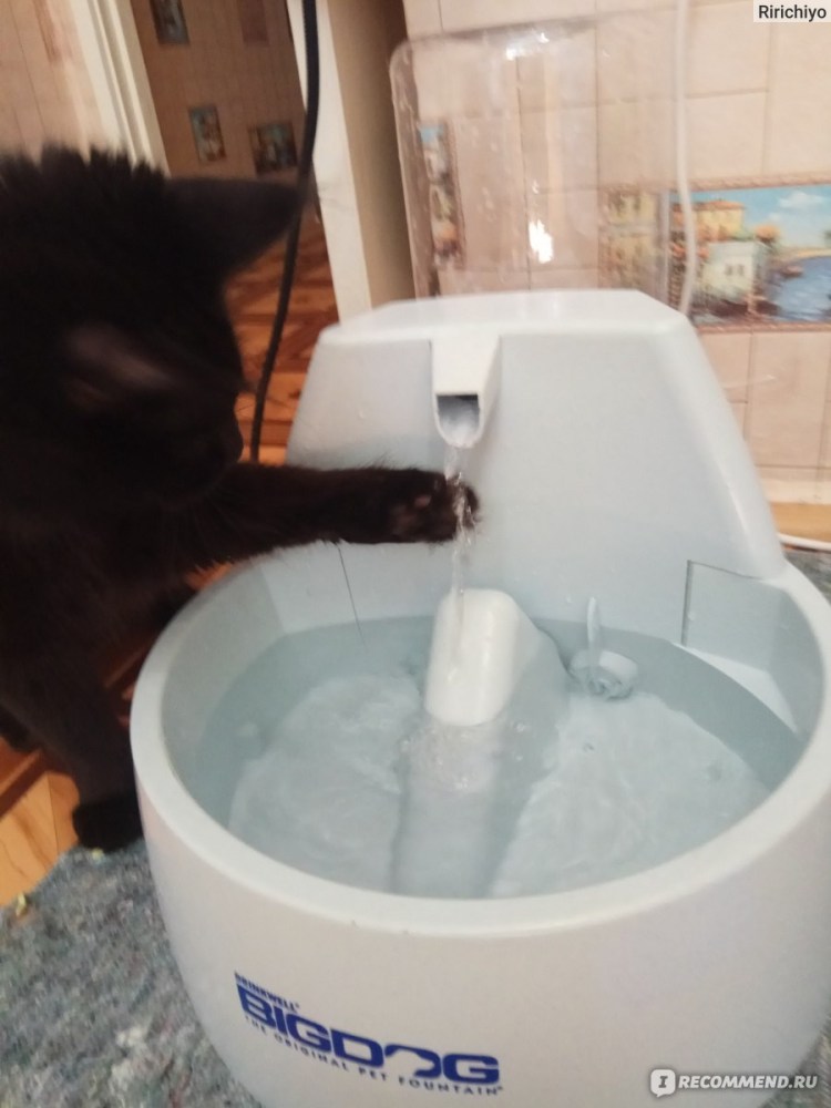 Лазалка для кошек Девон рексов