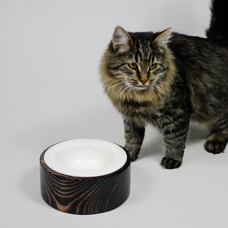 Красивая миска с водой на белом фоне для котов без кошек