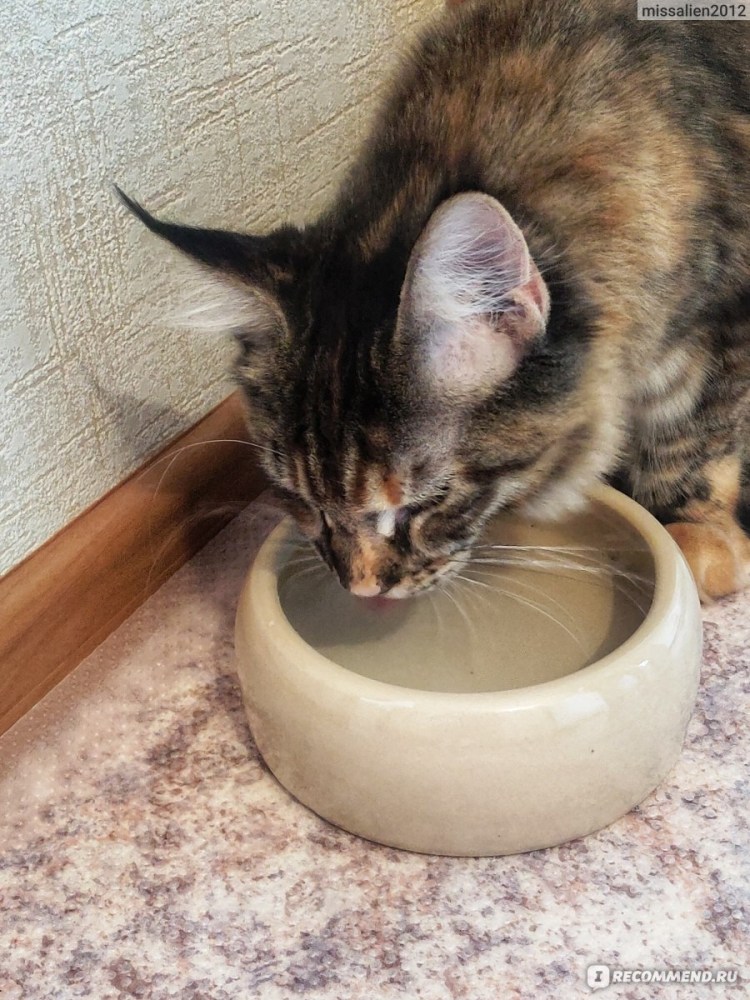 Миски для воды для Мейн кунов