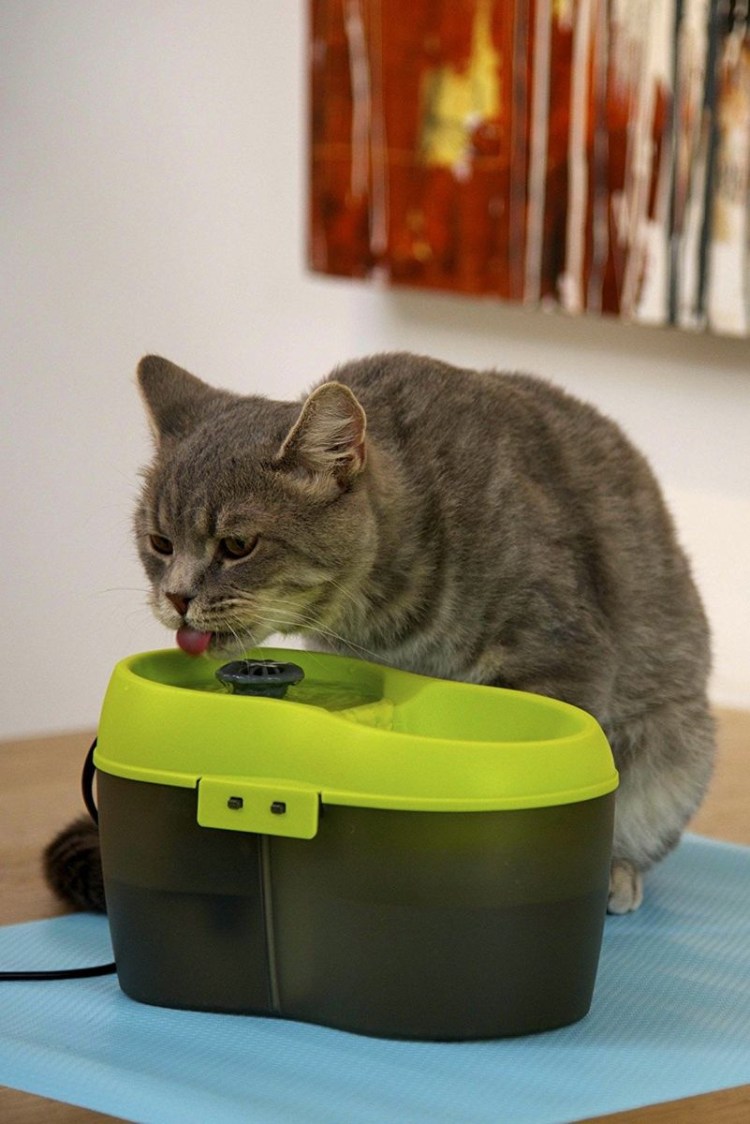 Еда для котиков