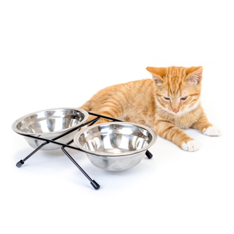 Закрытый лоток для Мейн куна