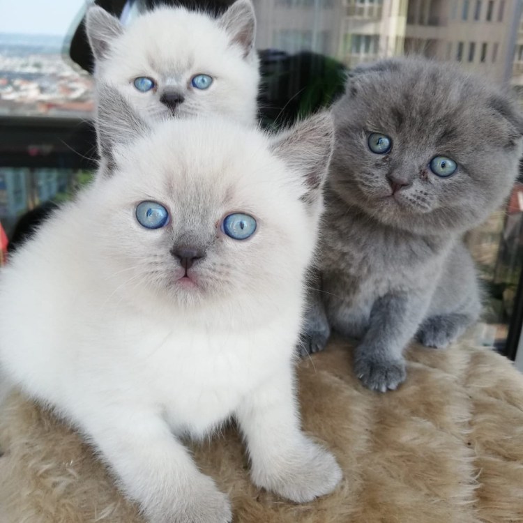 Шотландская вислоухая Блю Пойнт