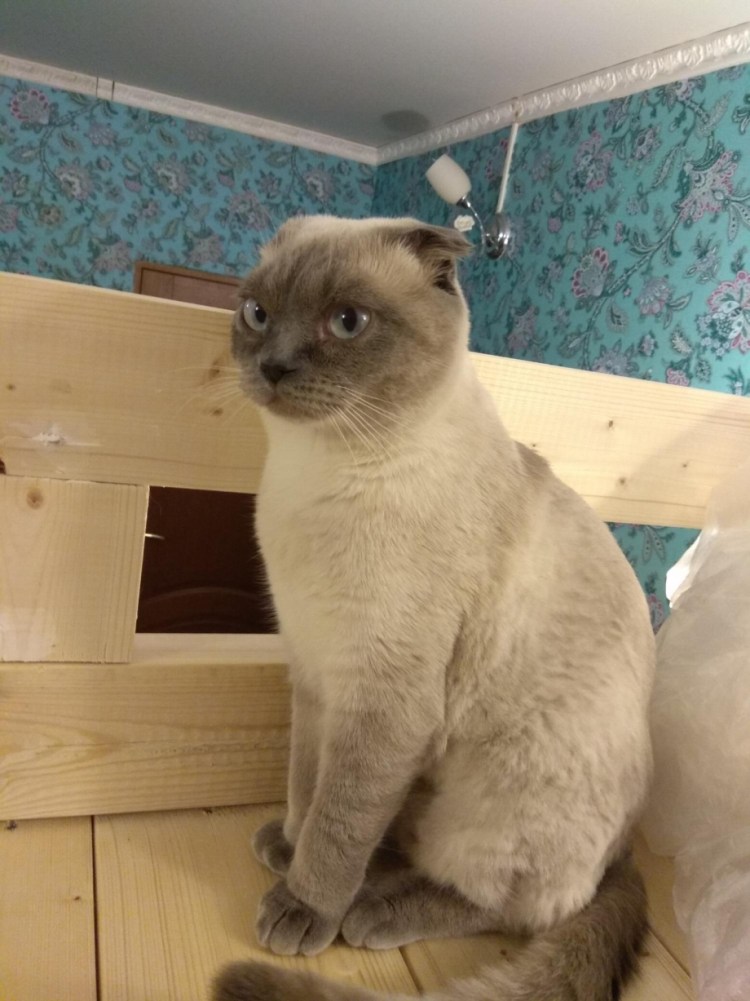 Новорожденные колор поинт Шотландские котята