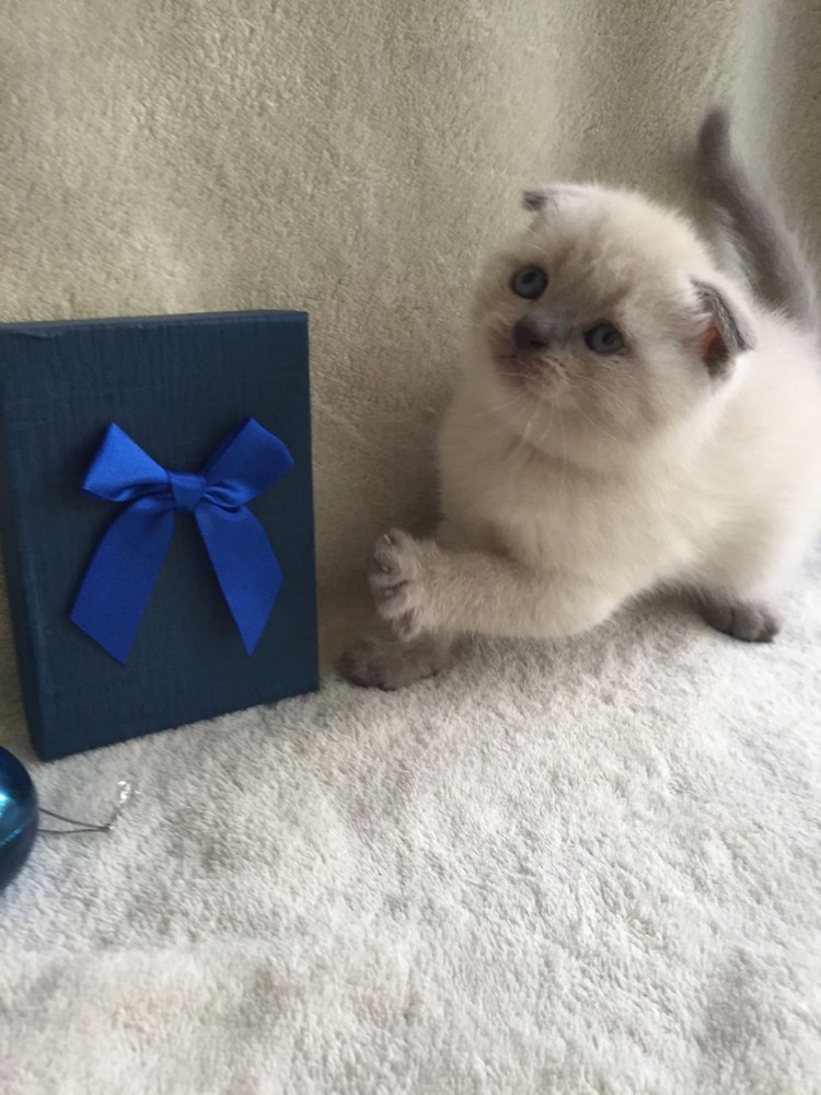 Кот Блю поинт вислоухий