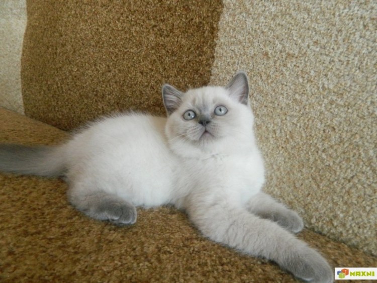 Вислоухие котята купить в Челябинске с голубыми глазами