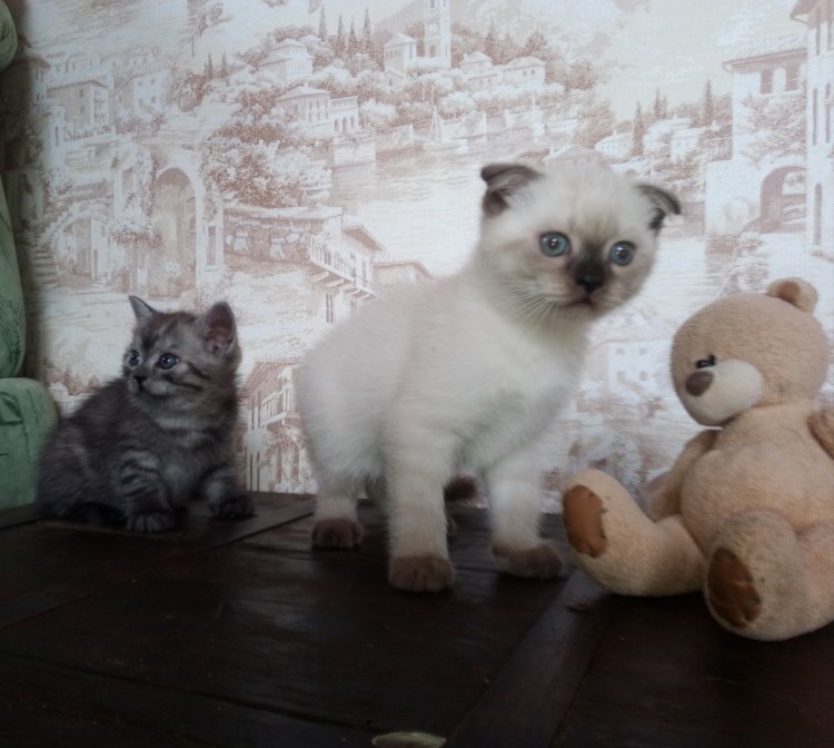 Шотландский вислоухий кот Блю поинт