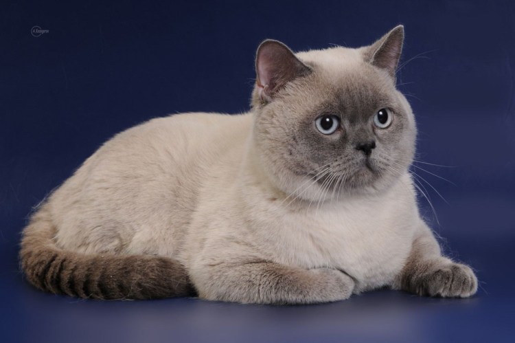 Шотландская вислоухая кошка Блю Пойнт