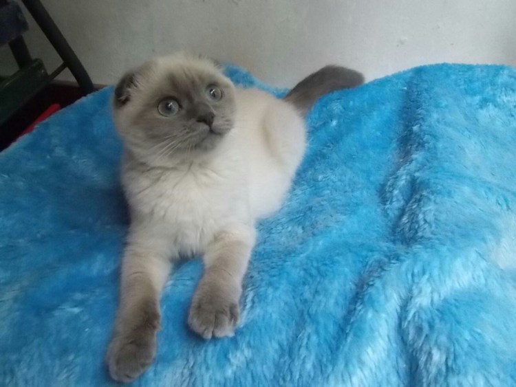 Скоттиш фолд Блю поинт описание отзывы