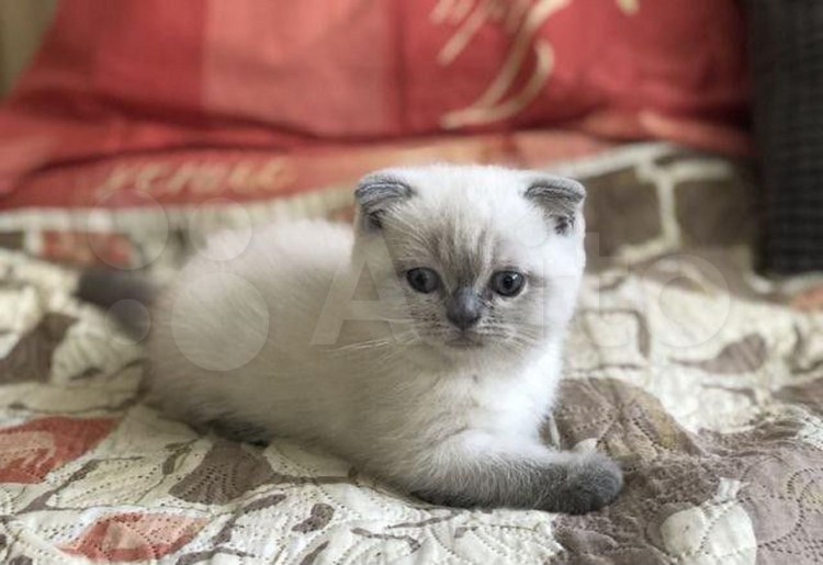 Скоттиш фолд поинт Блю Беби фейс