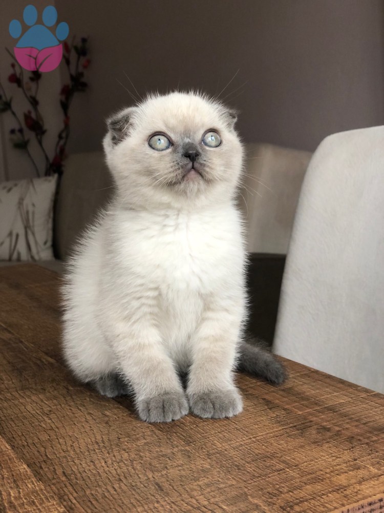 Шотландские длинношерстные котята Блю поинт