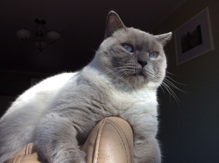 Шотландская кошка Блю Пойнт