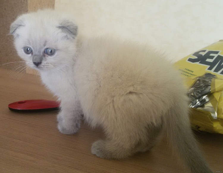 Блд Пойнт вислоухий котенок