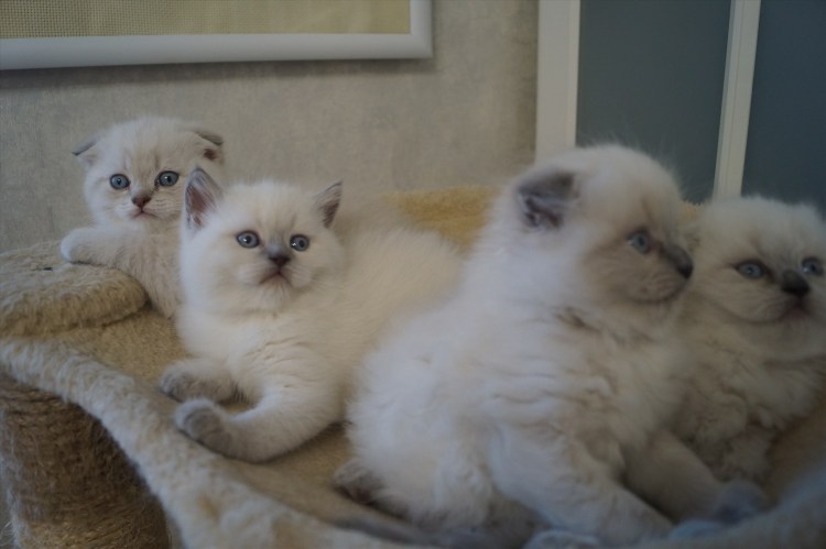 Блю поинт сиамские вислоухие