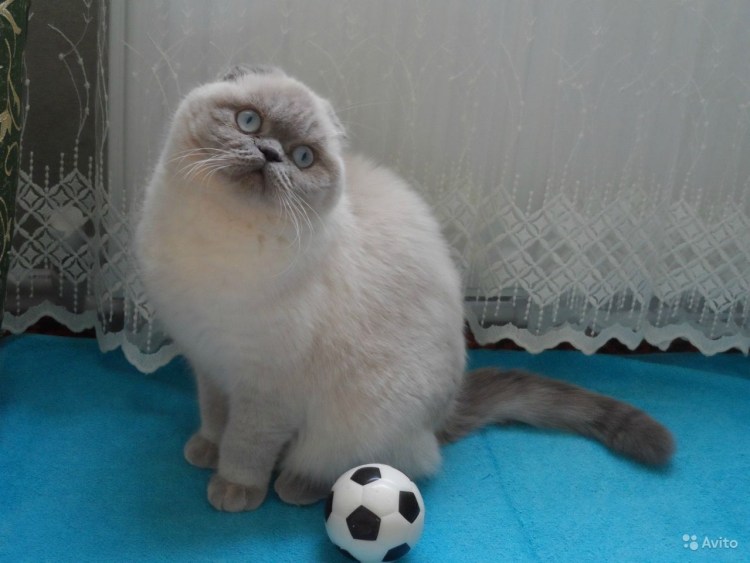 Вислоухие котята в Сочи