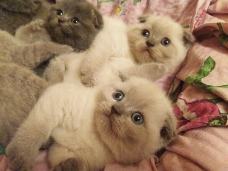 Шотландская вислоухая фавн