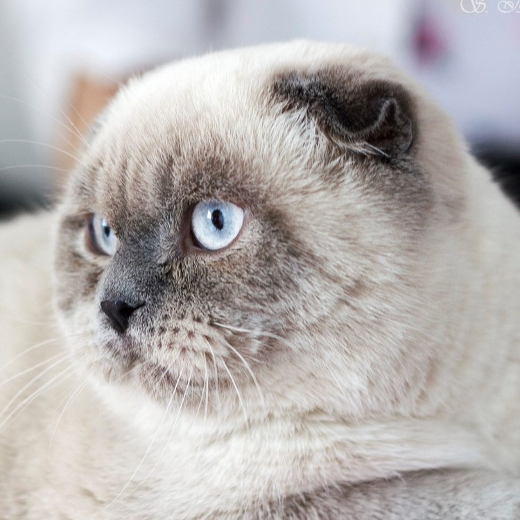 Блю поинт шотландский вислоухий