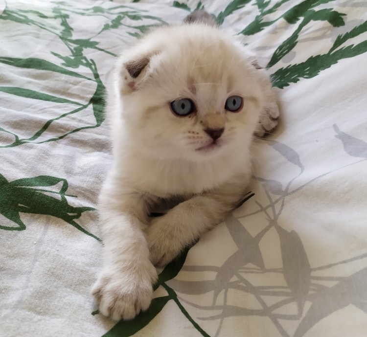 Шотландская вислоухая Сиамская кошка