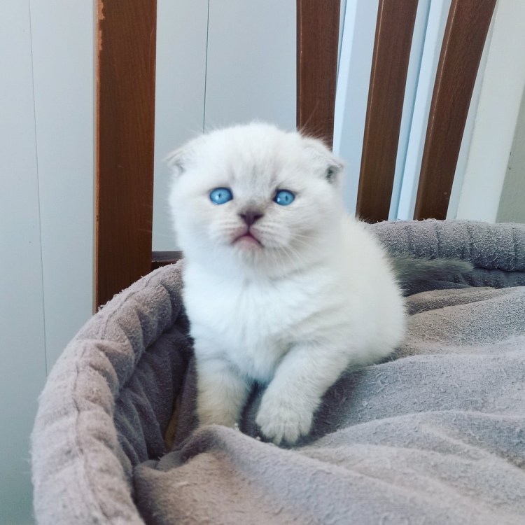 Блю Пойнт и голубые котята вислоухие