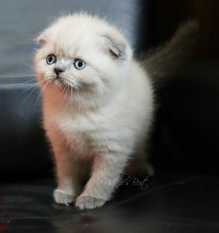 Скоттиш фолд Блю поинт