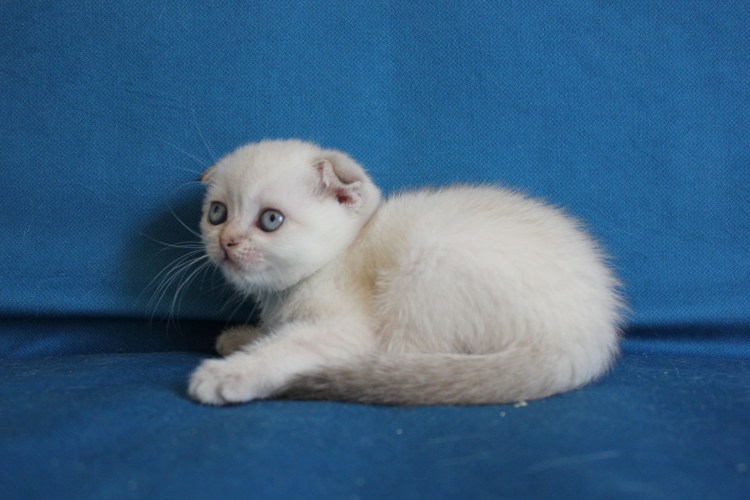 Белый вислоухий кот