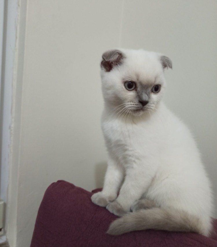 Вислоухие котята сил поинт