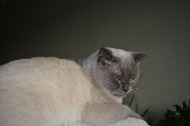 Скоттиш фолд Блю Пойнт