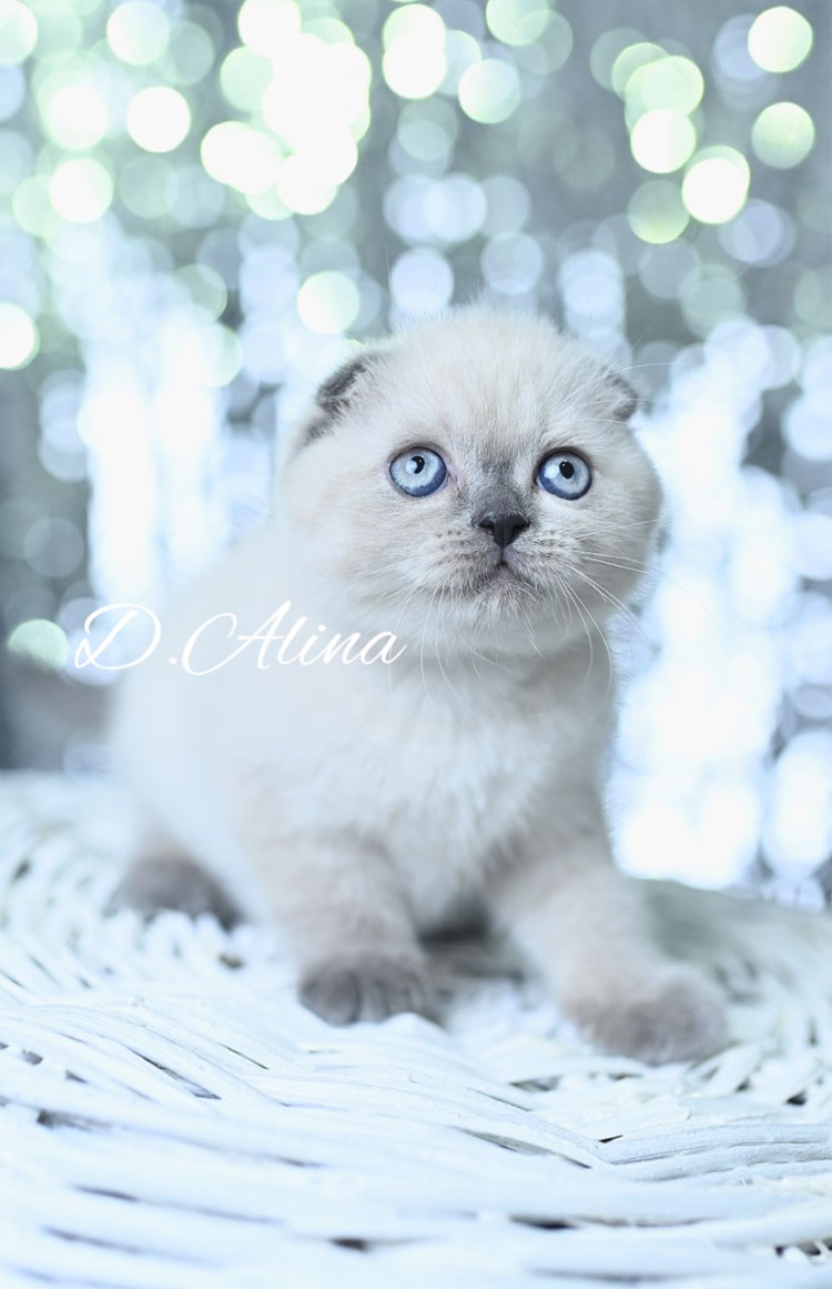 Блю Пойнт британец вислоухий