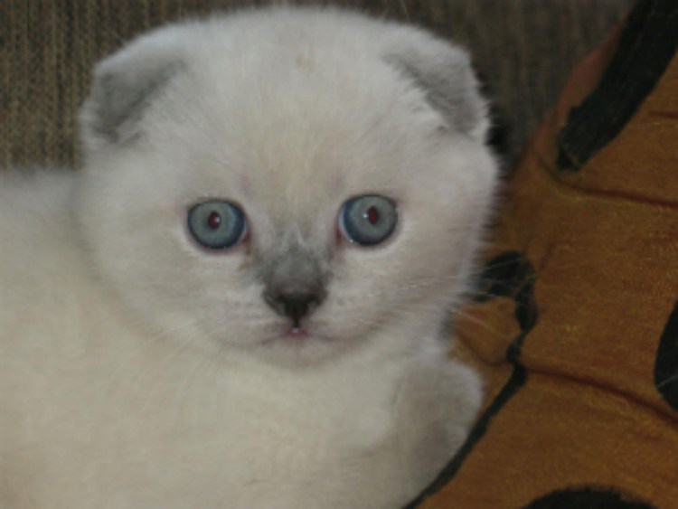 Британская вислоухая Блю Пойнт