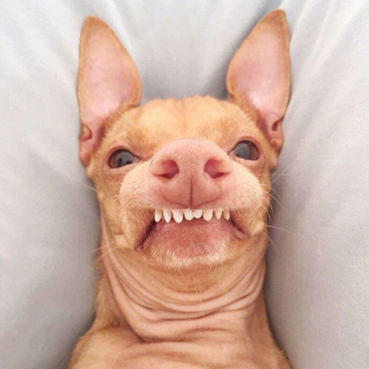 Шипперке прикус