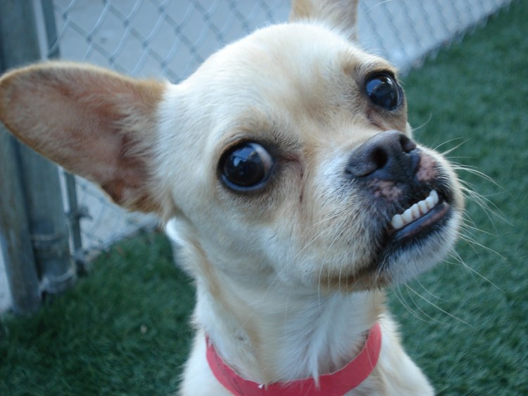 Кане Корсо злой