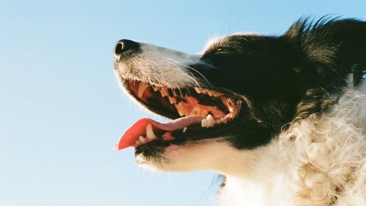 Ножницеобразный прикус у йоркширского терьера