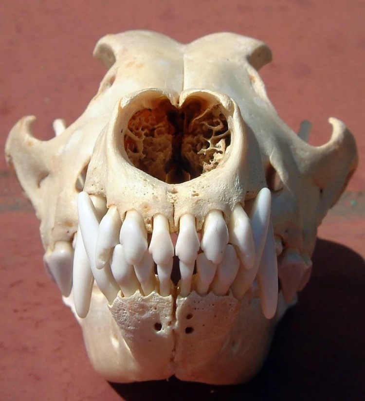 Собака Люся Эдисон порода