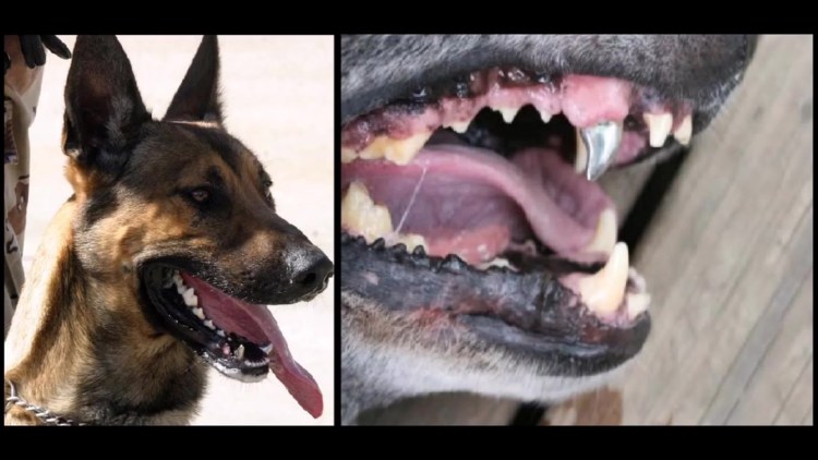 Собачка с неправильным прикусом