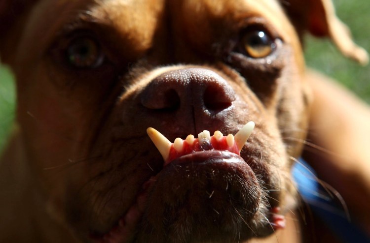 Строение челюсти и зубов собаки