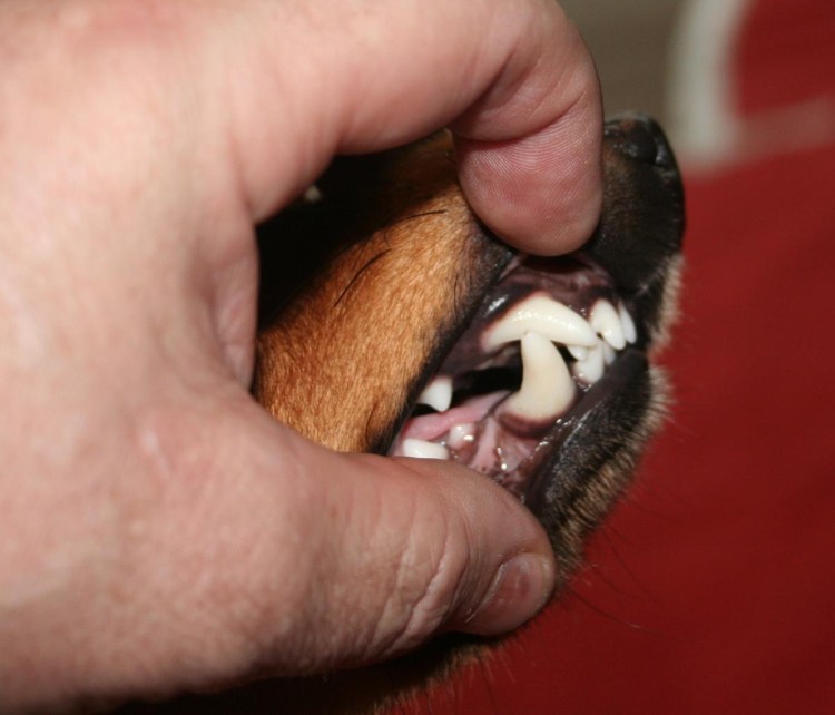 Доберман пинчер злой скалится