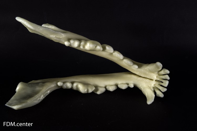 Челюсть собаки макет