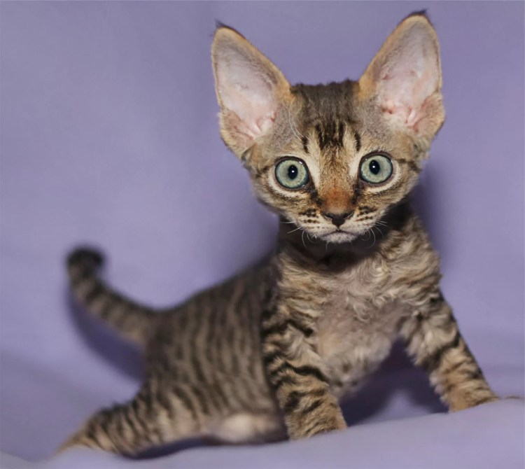 Уральский Корниш рекс