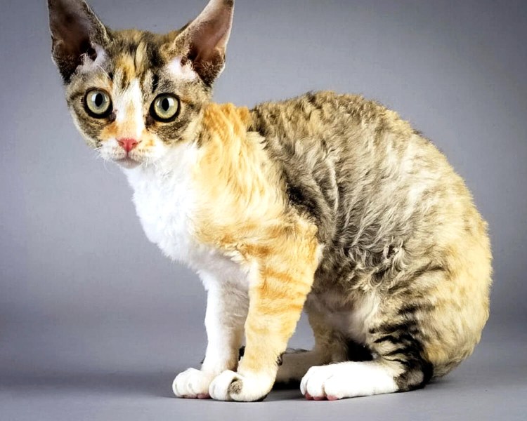 Коты породы Девон рекс