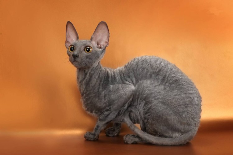 Порода Корниш рекс