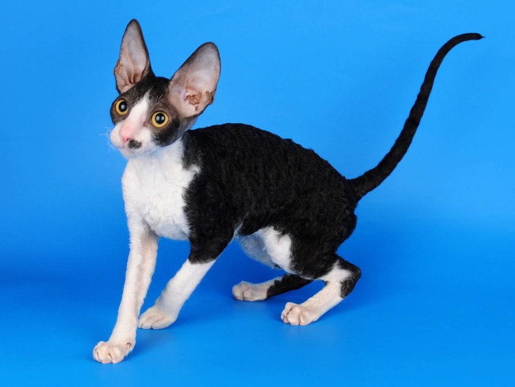 Коты породы Корниш рекс