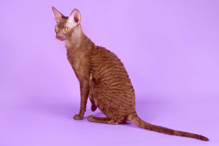 Порода котов Девон рекс