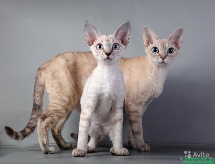 Коты породы Корниш рекс