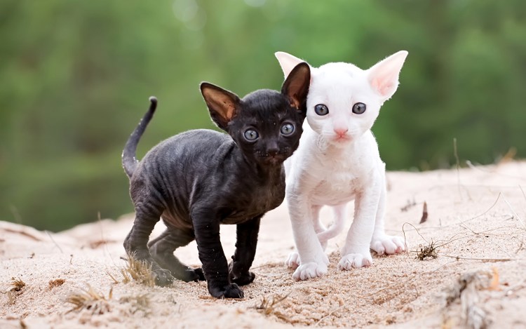 Корниш рекс велюровый