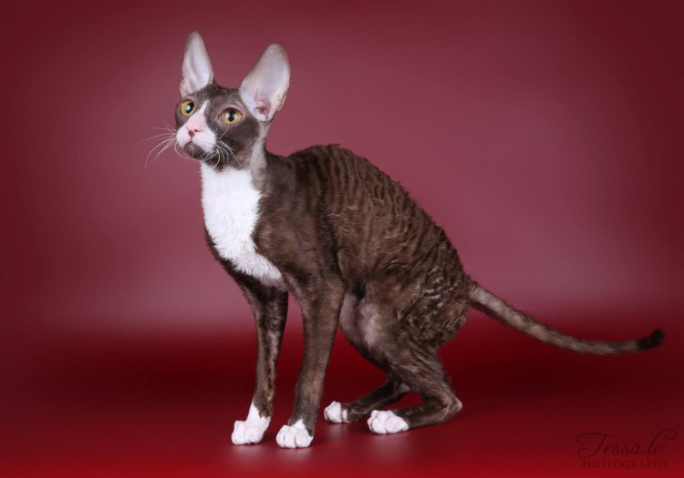 Корниш рекс кошка