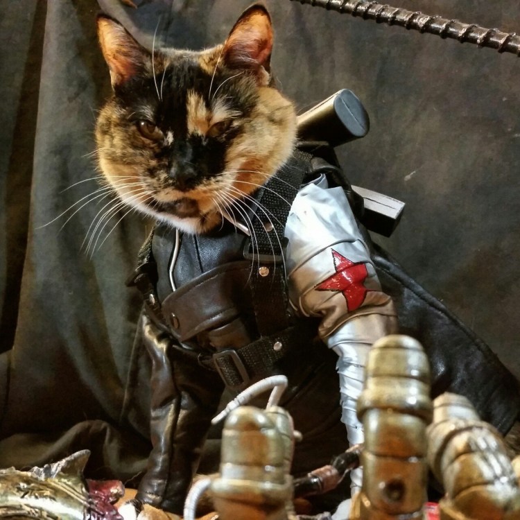 Кот военный